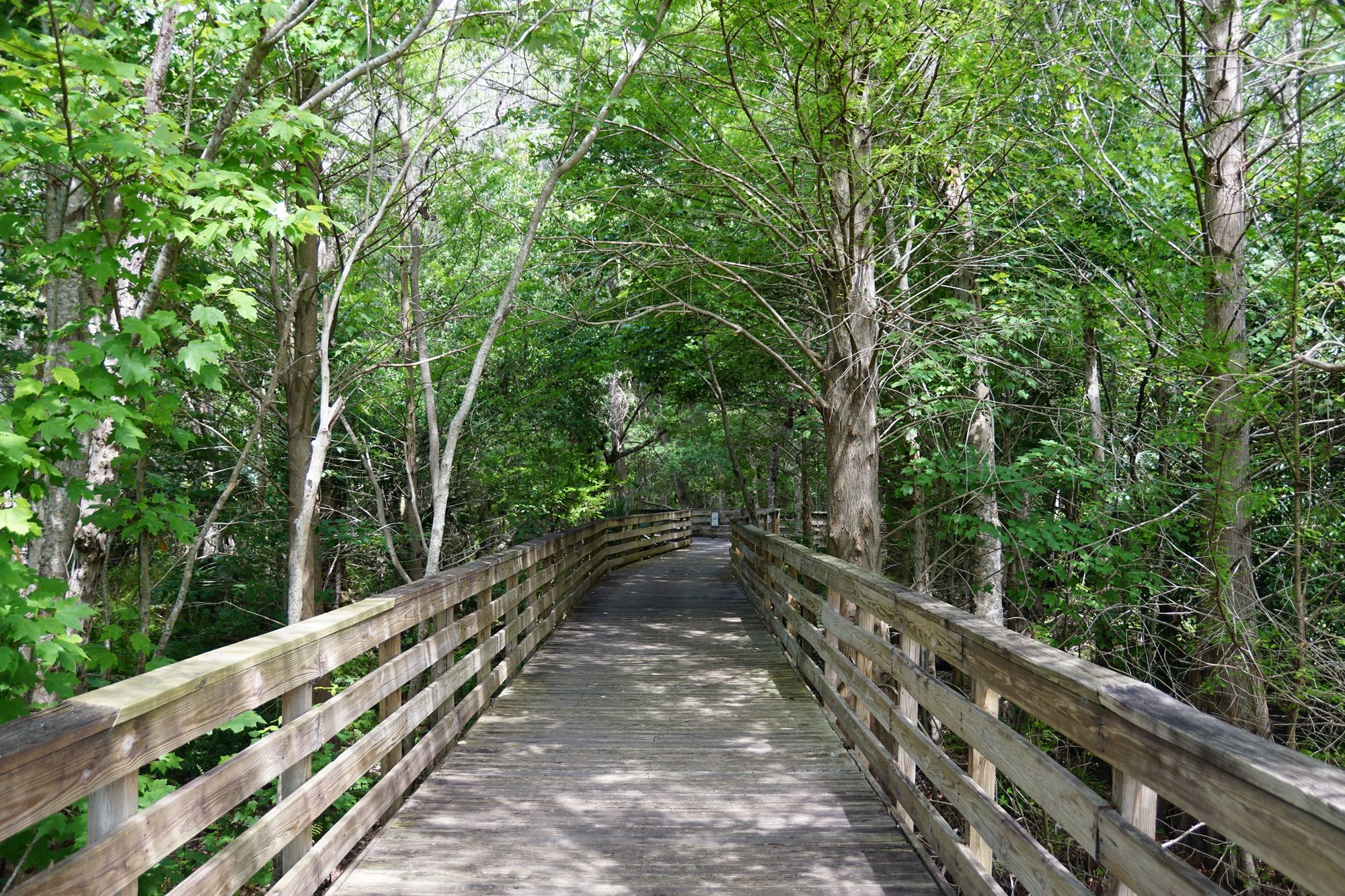 wide shot of bridge through large trees